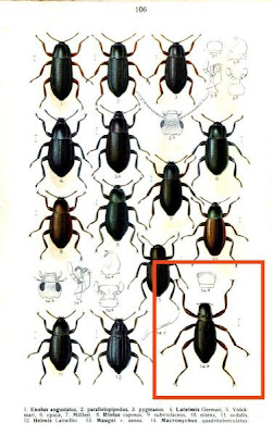 Macronychus quadrituberculatus