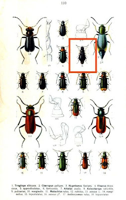 Ebaeus appendiculatus