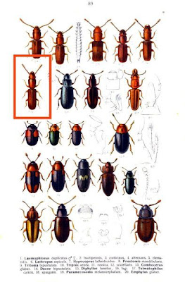 Laemophloeus clematidis