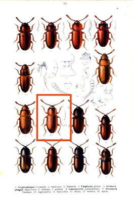 Caenoscelis subdeplanata