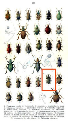 Clover root curculio