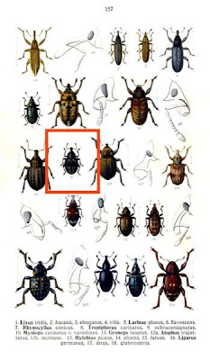 Tropophorus ochraceosignatus