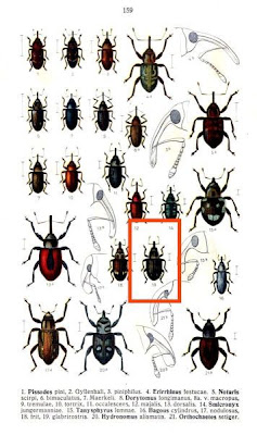 Bagous glabrirostris