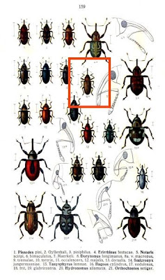 Dorytomus longimanus var. macropus