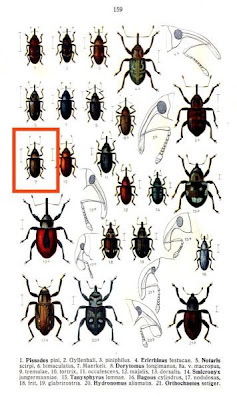Dorytomus tremulae