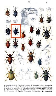 Balanobius salicivorus