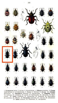 Magdalis nitida
