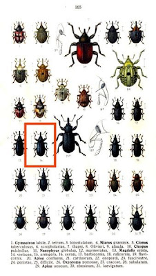 Magdalis violacea