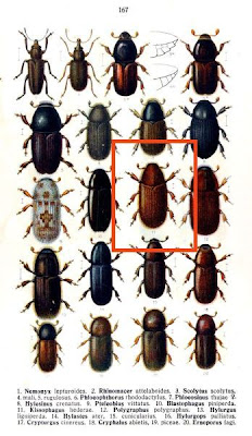 Kissophagus hederae