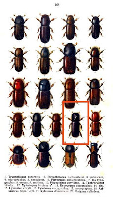 Xyleborus eurygraphus