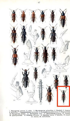 Quedius molochinus