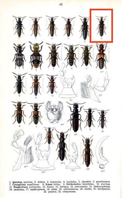 Quedius paradisianus