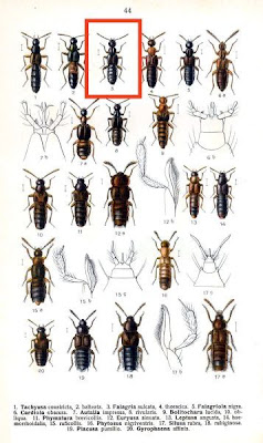 Falagria sulcata