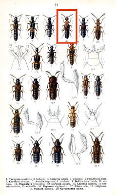 Falagria thoracica