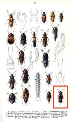 Tachinus bipustulatus