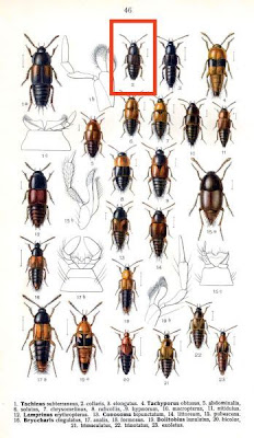 Tachinus collaris