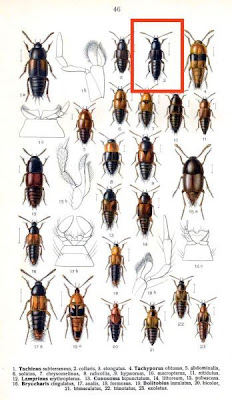 Tachinus elongatus