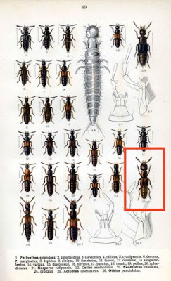 Cafius xantholoma