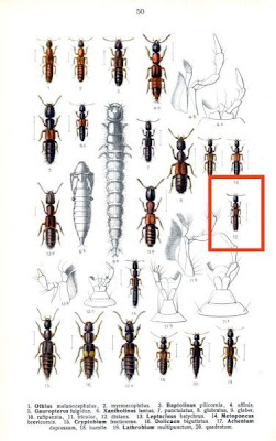 Xantholinus distans