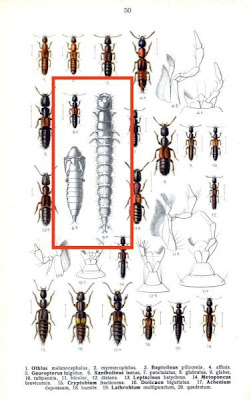 Xantholinus lentus