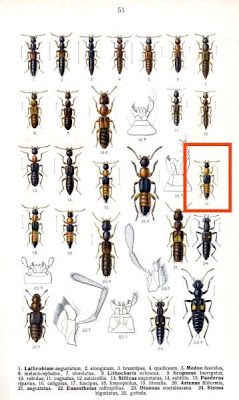 Paederus fuscipes