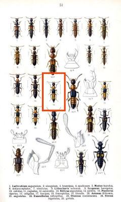 Paederus riparius