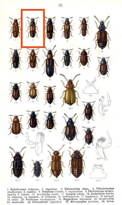 Xylodromus depressus