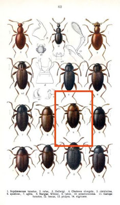 Nargus velox