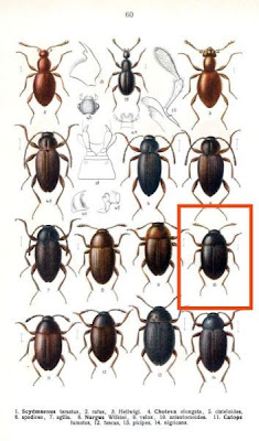 Nargus anisotomoides