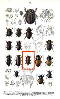 Oxyomus sylvestris