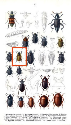 Xylodrepa quadripunctata
