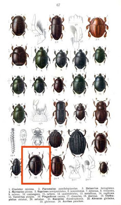 Abraeus globulus