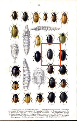 Limnebius nitidus