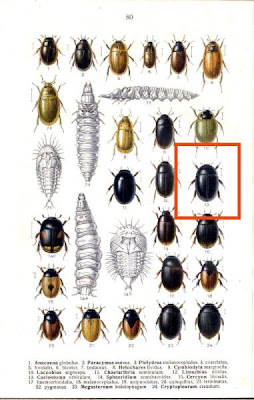 Caelostoma orbiculare