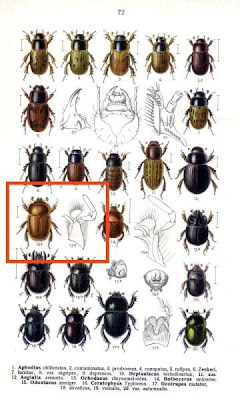 Ochodaeus chrysomeloides