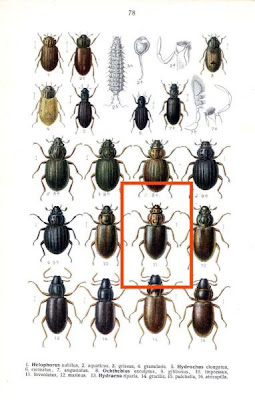 Ochthebius foveolatus