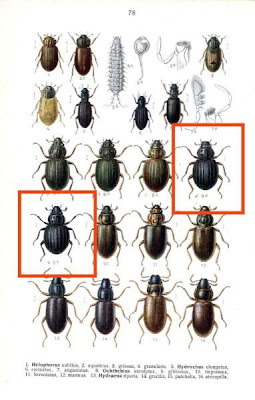 Ochthebius gibbosus