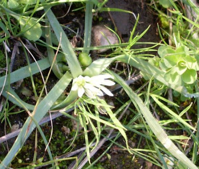 Dwarf Garlic Dwarf Garlic