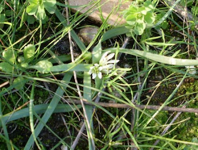 Dwarf Garlic Dwarf Garlic