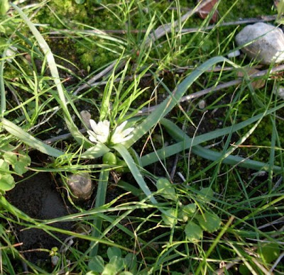 Dwarf Garlic Dwarf Garlic