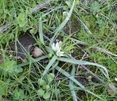 Dwarf Garlic Dwarf Garlic