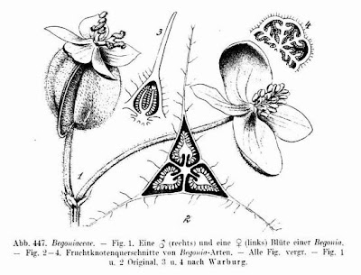 Begonia,
begonia,
Elephant's Ear Begonia,
begonia,
Elephant's Ear
