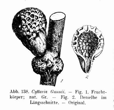 Cyttaria gunnii