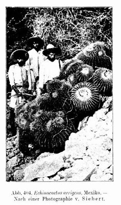 Echinocactus arrigens.
