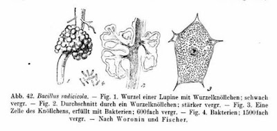 Bacillus radicicola