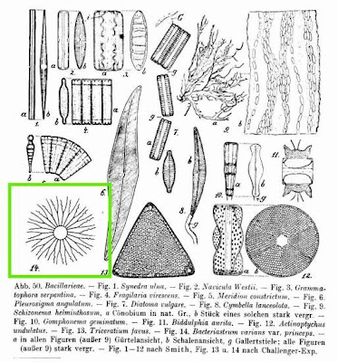 Bacteriastrum varians var. princeps