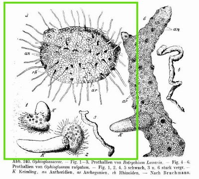Botrychium lunaria,
Botrichio,
common moonwort,
moonwort,
Moonwort Fern,
moonwort grapefern