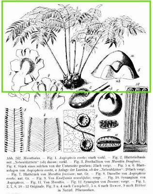 Madagascar tree fern Madagascar tree fern