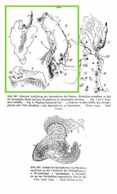 Dryopteris dilatata (Hoffm.) A.Gray