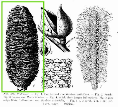 Granite banksia Granite banksia